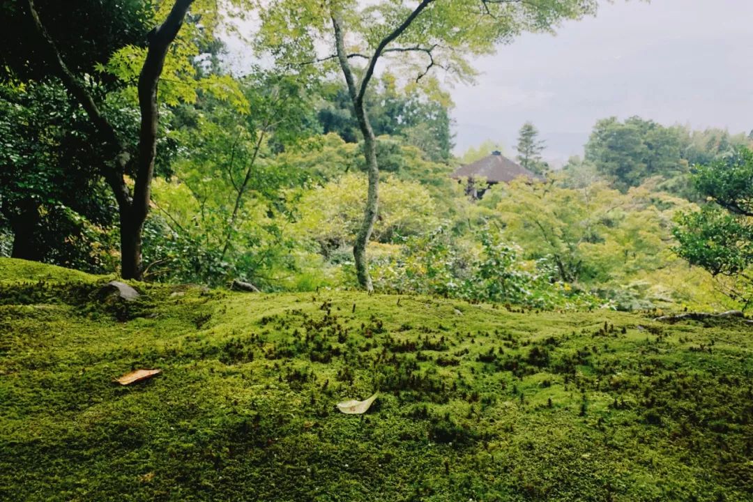 京都私人逛园子笔记-15