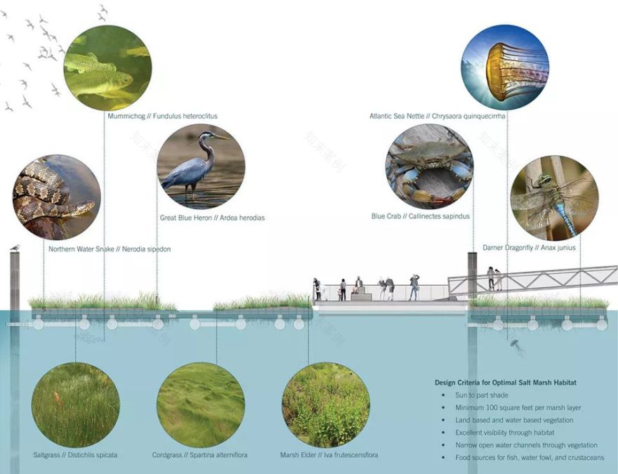 2018ASLA 研究奖得主 | 巴尔的摩漂浮湿地改善水质,促进生物多样性-17