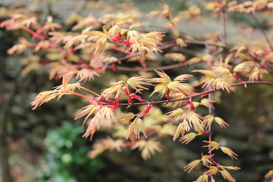 丨美国小石城-36