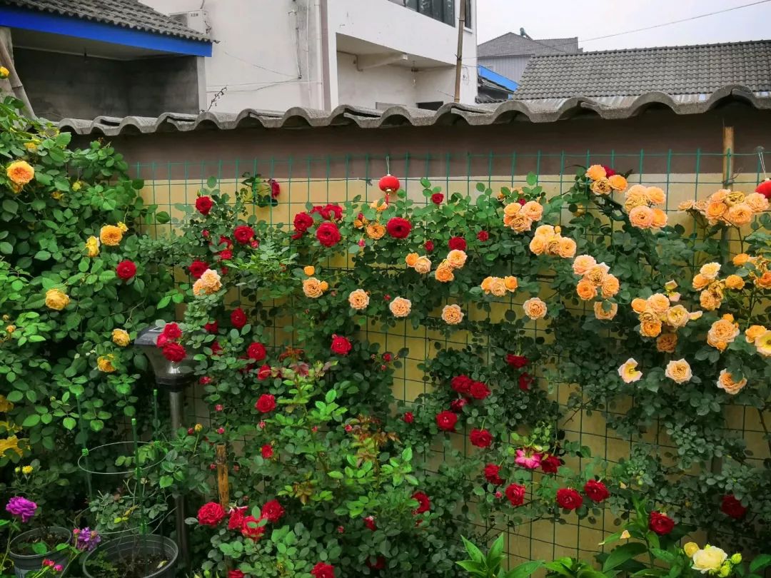 大叔也爱养花，3天造出个小花园，一分钱没花！-71