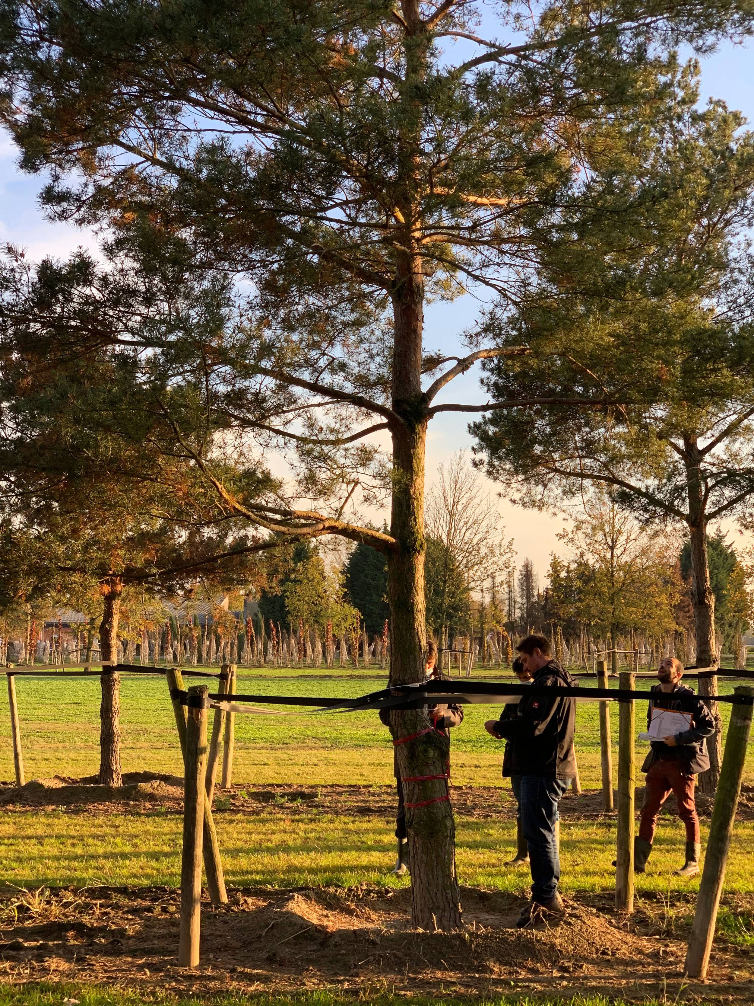 奥运树木种植  未来圣但尼水上中心景观项目丨法国-11