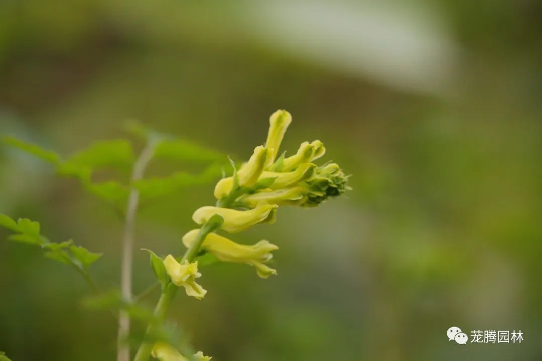 行走的茏腾人 | 深秋韶关的自然之美-19