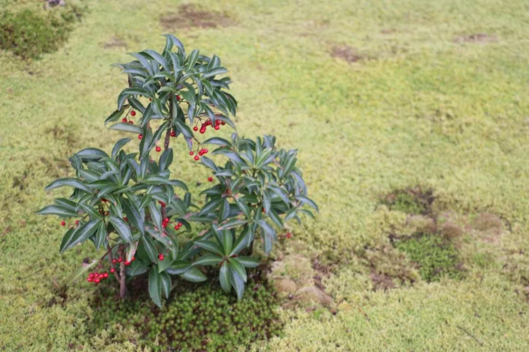 禅意花园里植物的那些事-146