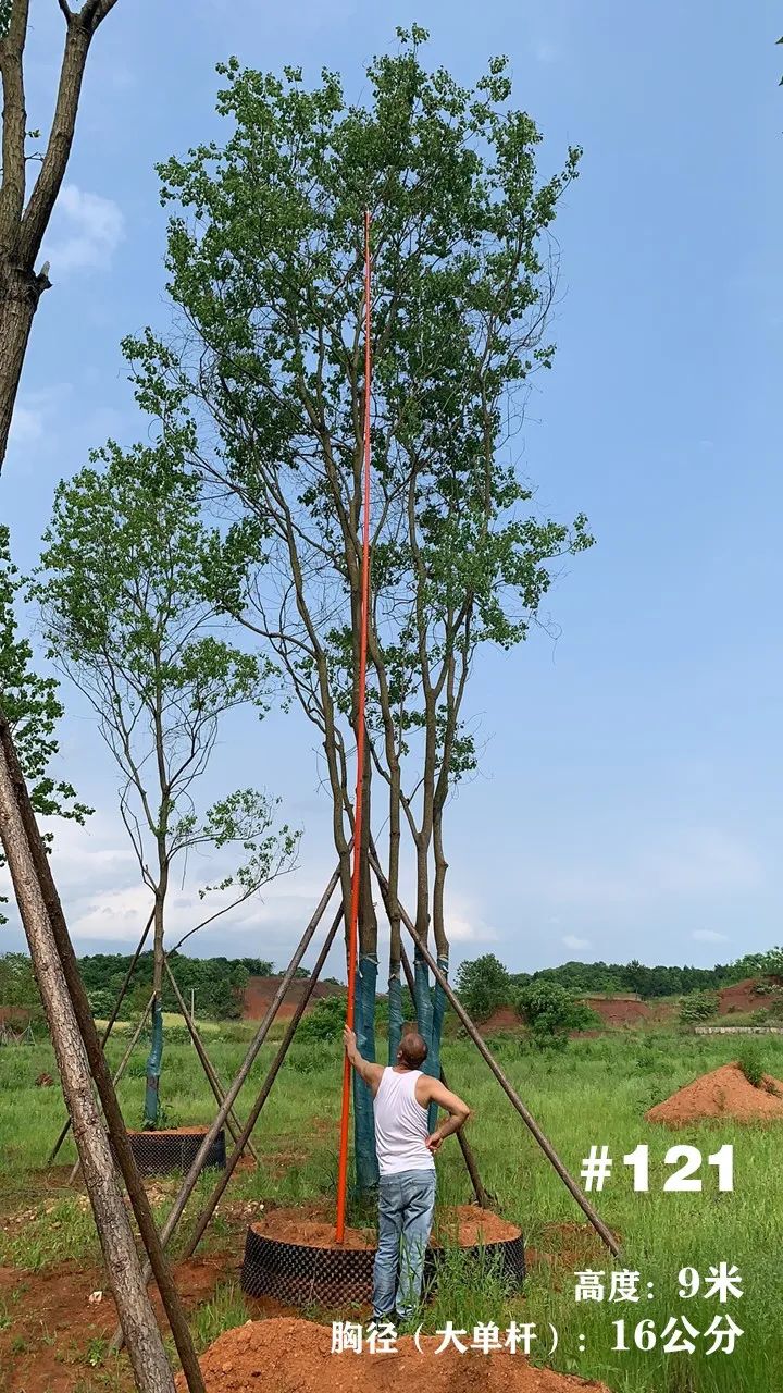 湖南衡阳 148 棵精品乌桕景观设计丨中国衡阳丨看见景观-142