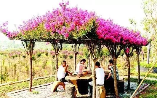 10 大最适合景观造型的树种解析-11