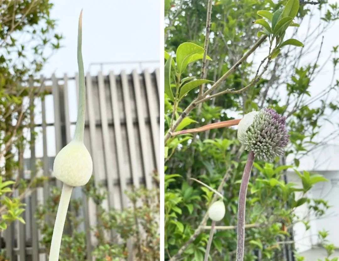 张唐探索|孤芳自赏的勇气——有.园张唐景观屋顶花园一年更新-152