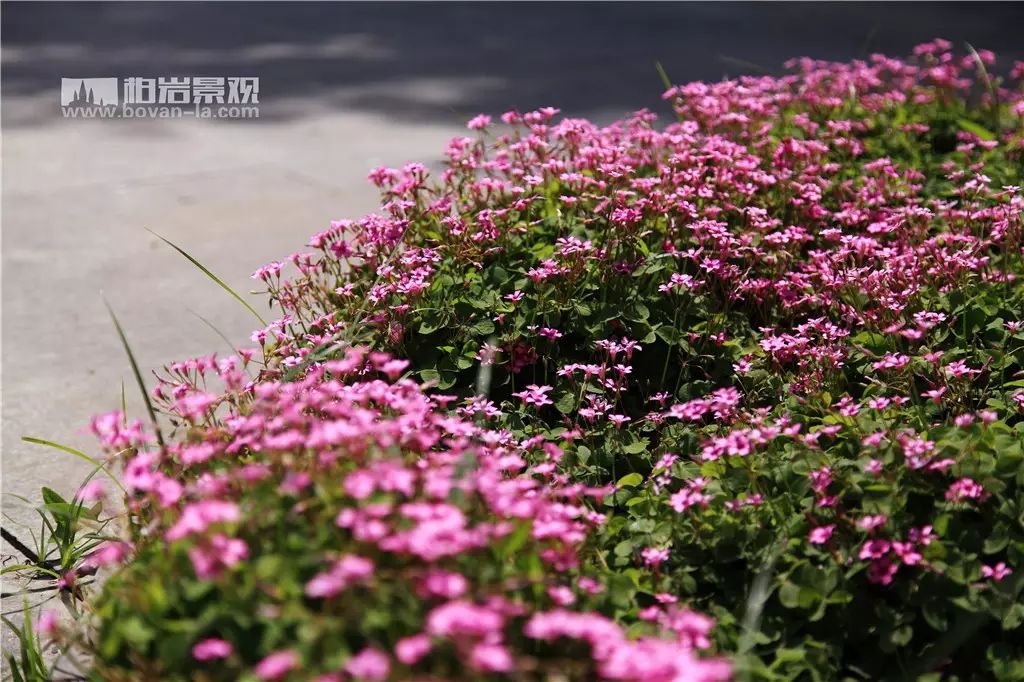 【柏岩·锦绣】经开区道路景观-16