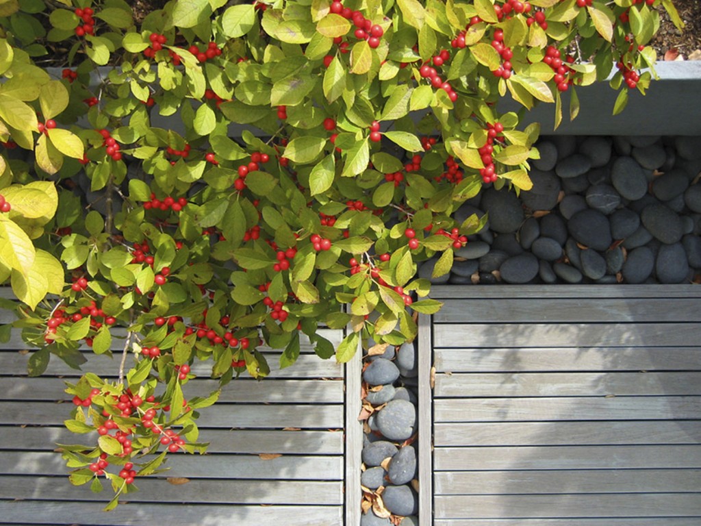 Greenwich Village屋顶花园-7