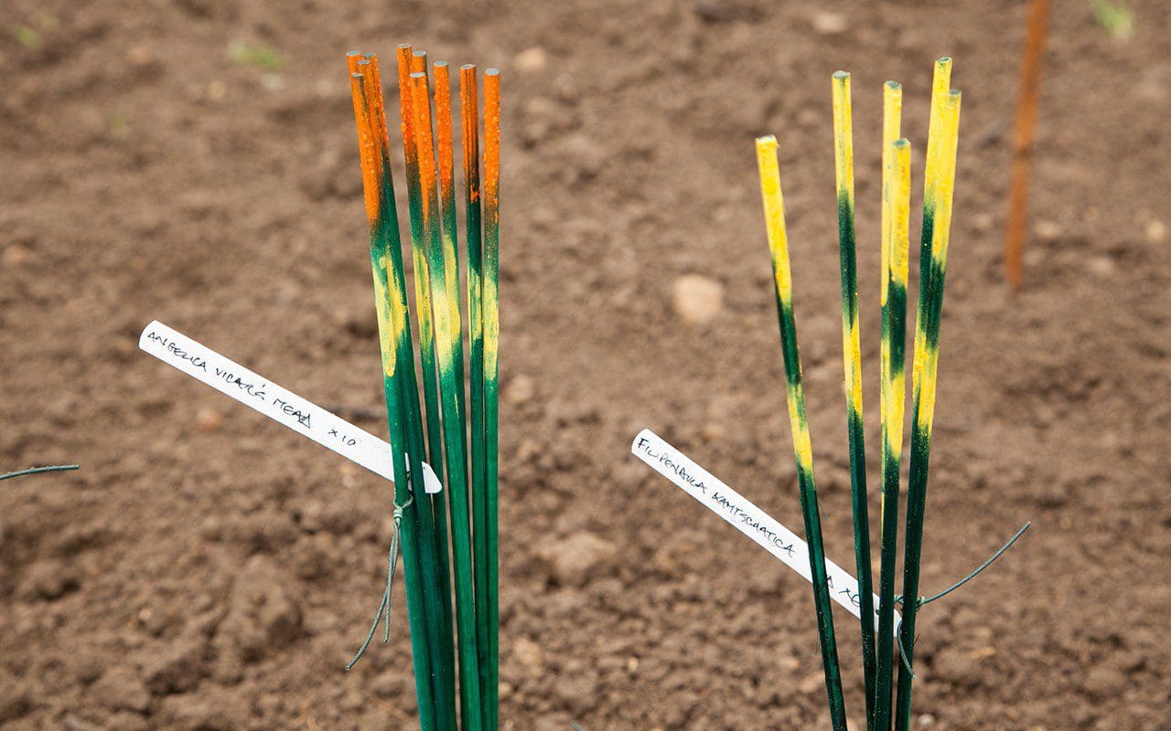 新花园种植项目丨Dan Pearson-25