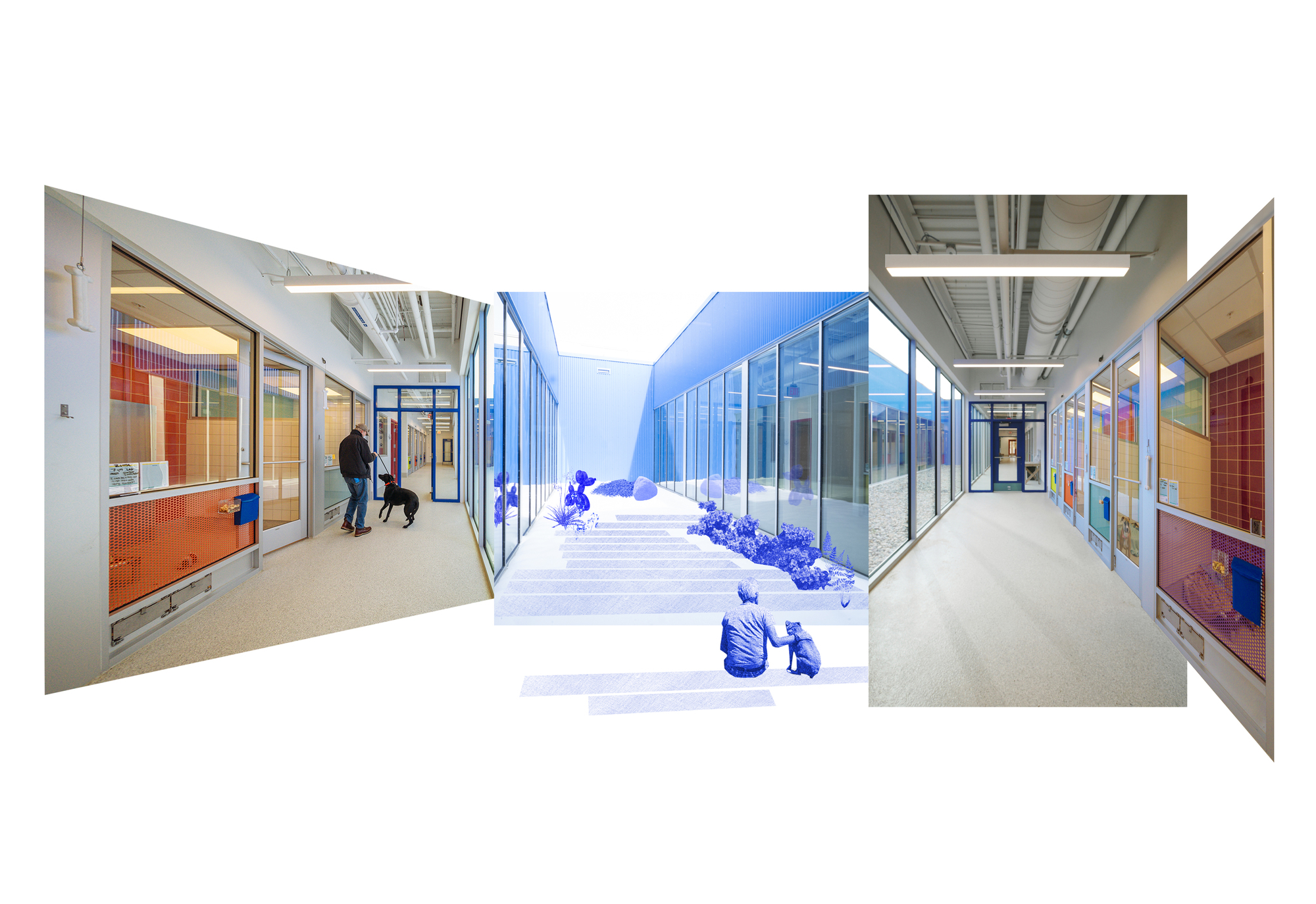 密歇根动物救援联盟丨美国丨PLY+-29