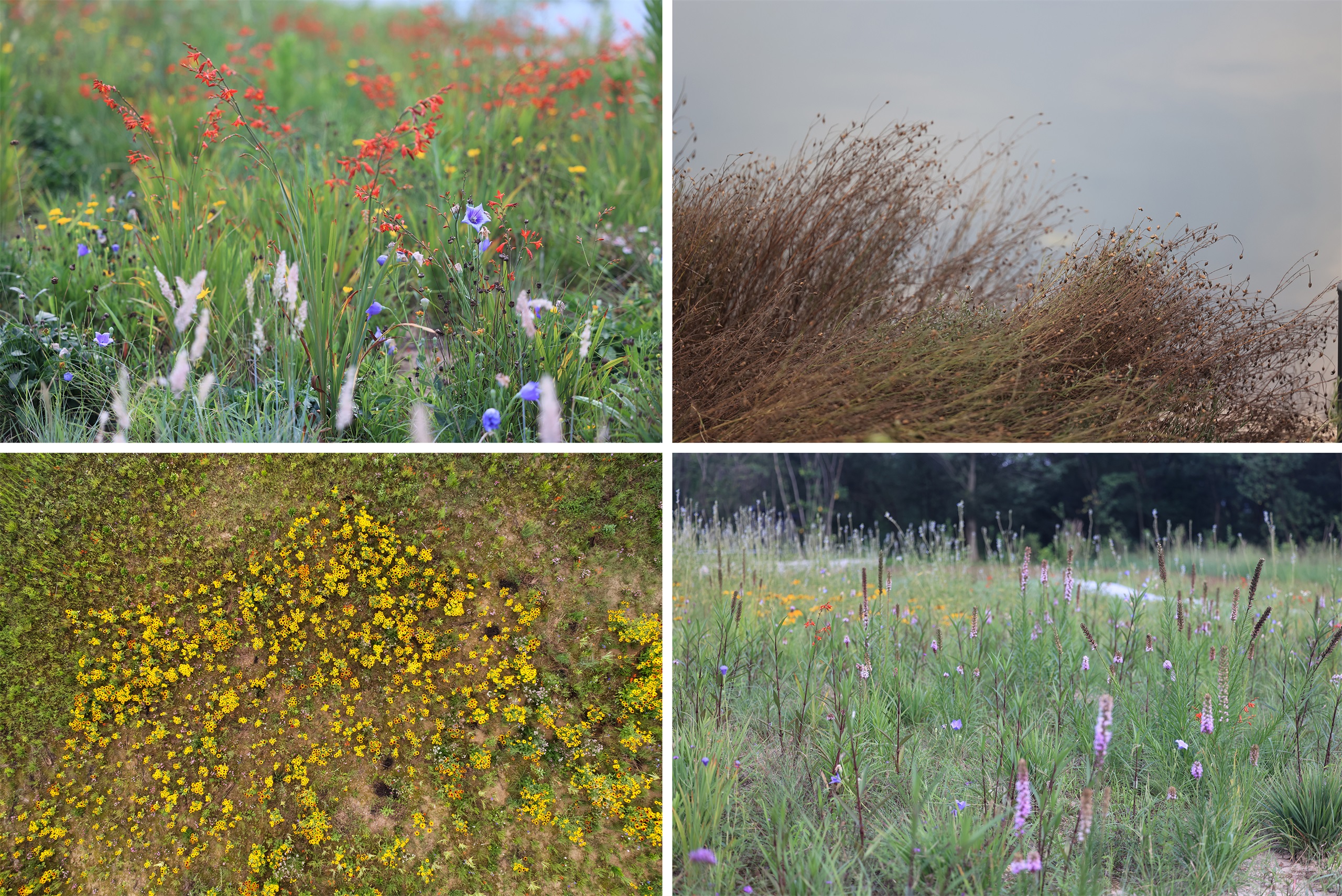 凤翔洲水文化公园丨中国衢州丨张唐景观-62