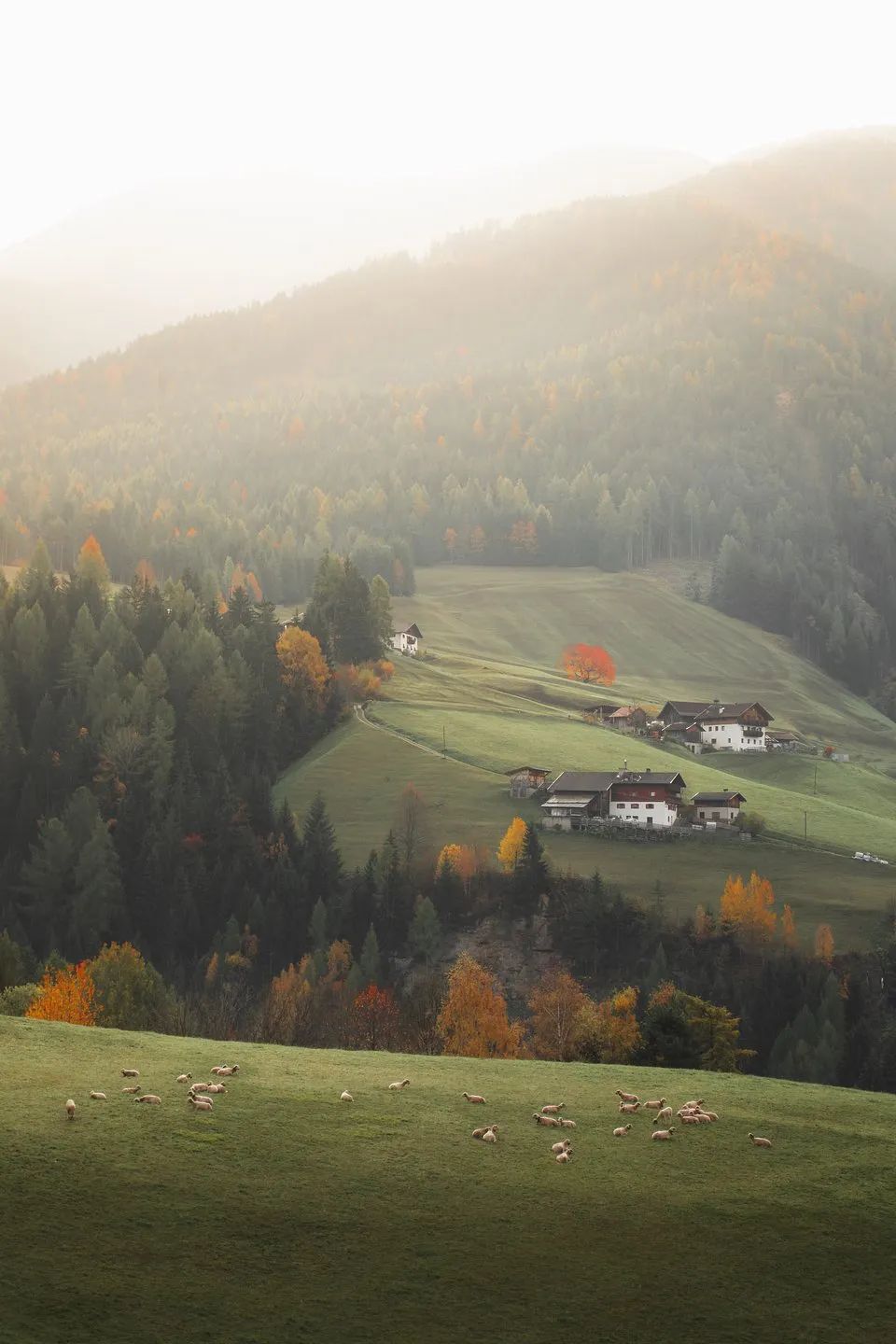 绿色震撼心灵 | 全球绿色摄影大赛获奖作品欣赏-51