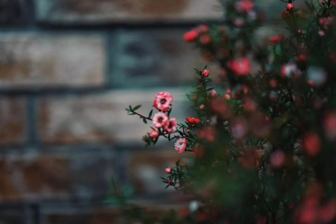 黄龙溪谷铂朗峰 | 乐梵造园的樱花盛开的别墅花园-88