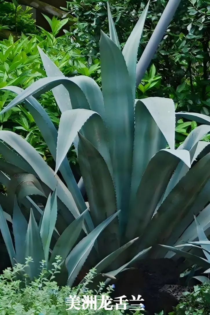 于热带秘境中编织生活美学|江东麓岛阅海澜岸2期花境项目-28