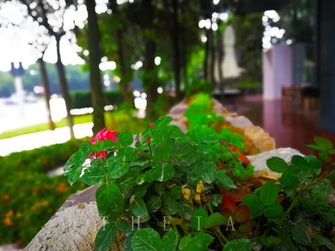 迪赛·东篱 | 闲田信步，采菊东篱-80