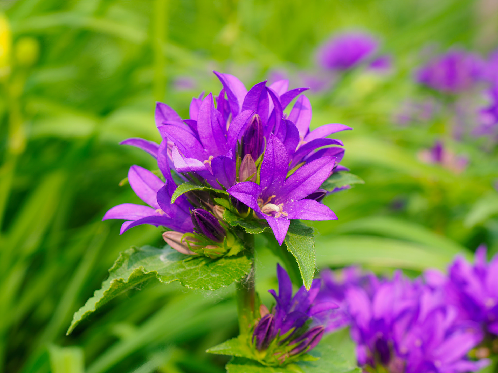 Flowers!-2