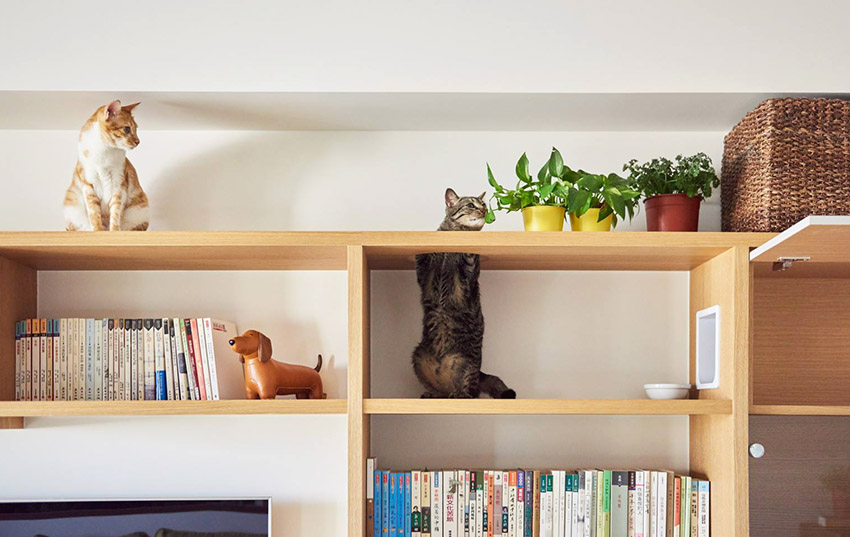 宠物宅设计！专为毛小孩规划-6