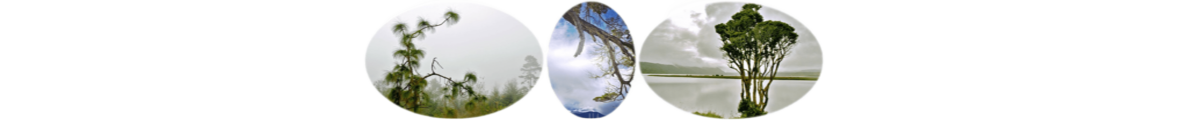 世界上的树木丨Sylvie D.-253