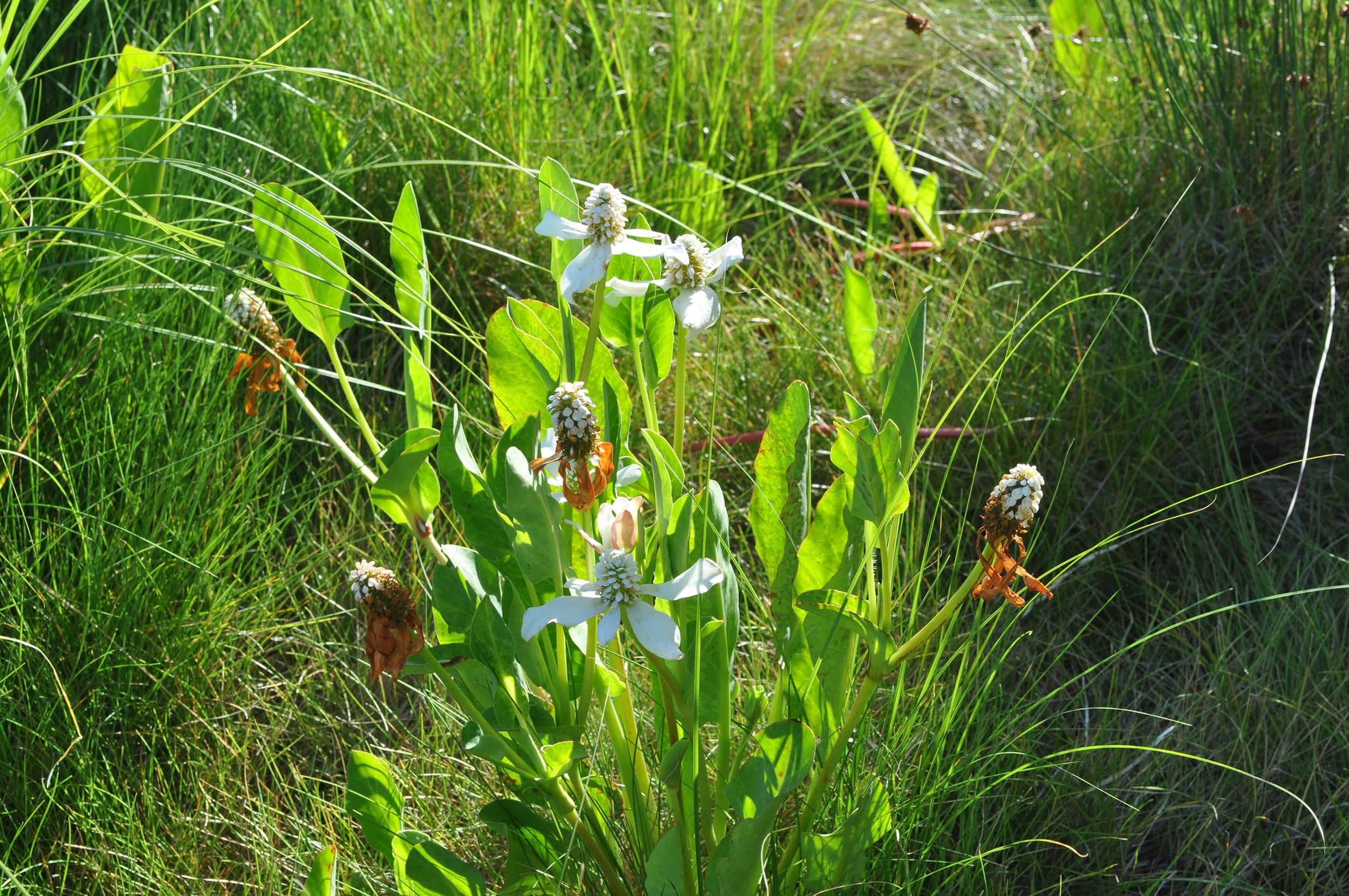 小面积荒野丨Huettl Landscape Architecture-7