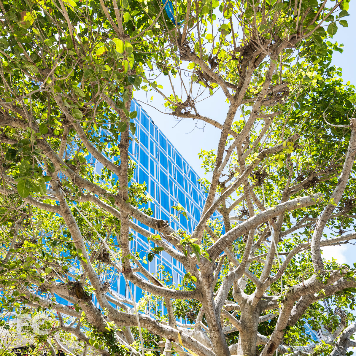 The Surf Club — FIELD CONDITION-19