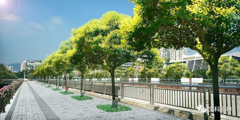 深圳南山区市政道路行道树补植工程设计-12