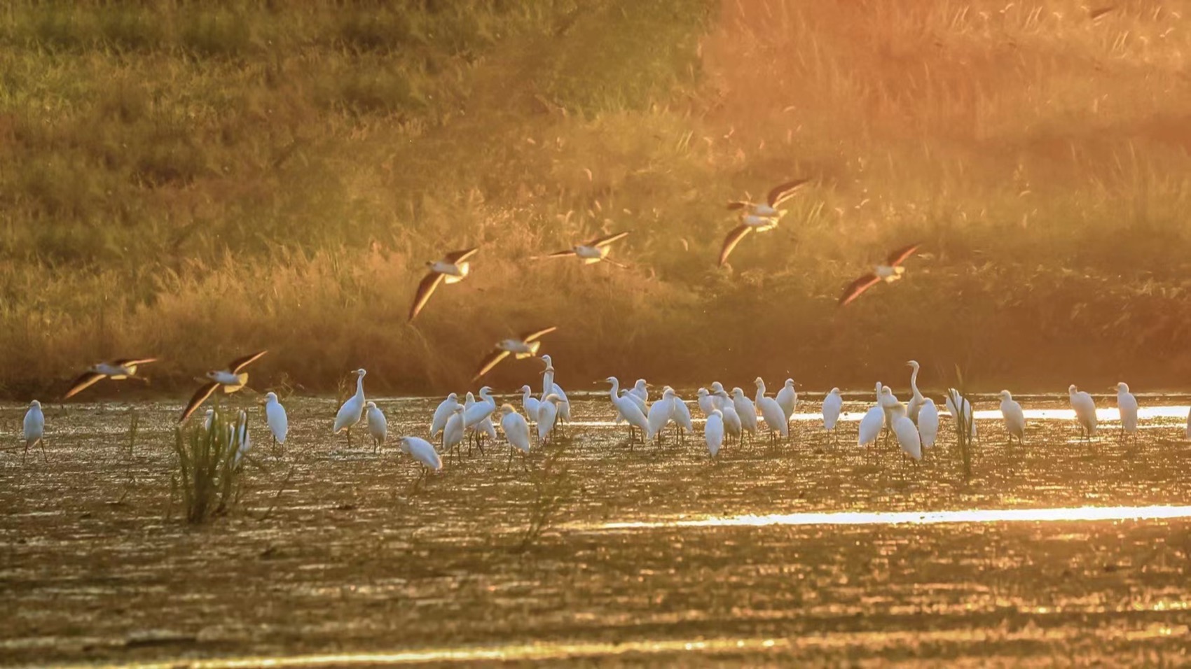 杭州富阳阳陂湖生态修复治理项目（一期）丨中国杭州丨中国电建集团华东勘测设计研究院有限公司,汉嘉设计集团股份有限公司-85