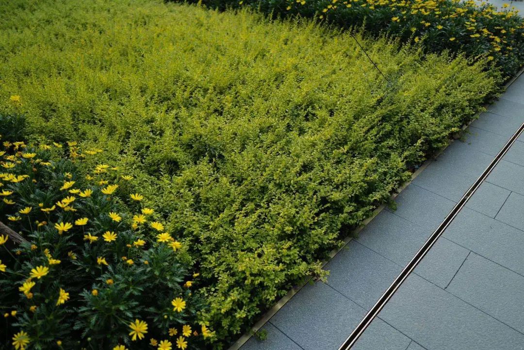 绿色生态虹桥万创中心，打造自然•“家”办公环境-79