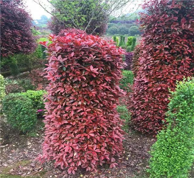 10 大最适合景观造型的树种解析-16