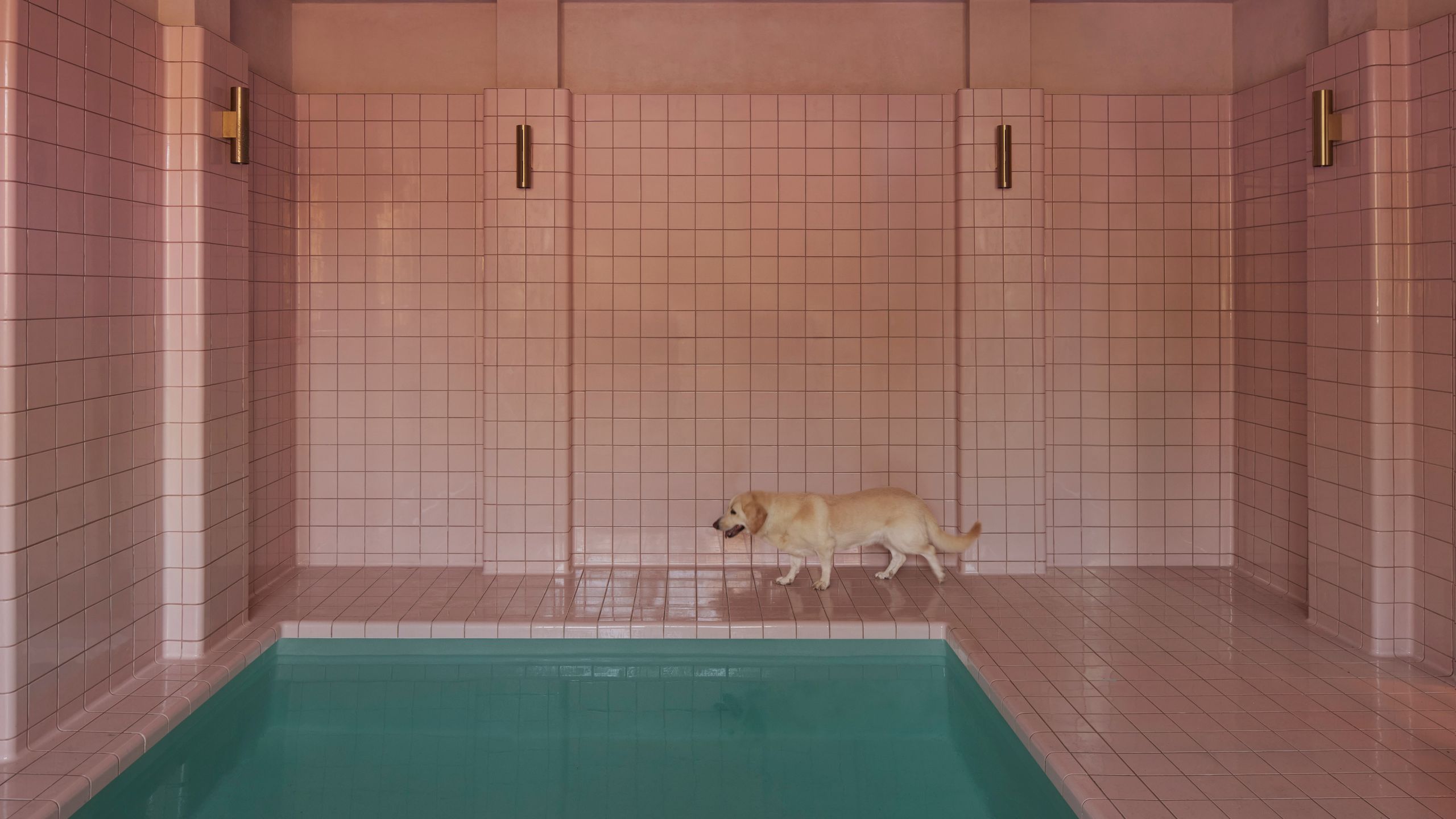 King Animal Hospital（国王动物医院）丨加拿大丨Kelly Wearstler（凯利·韦斯特勒）-2