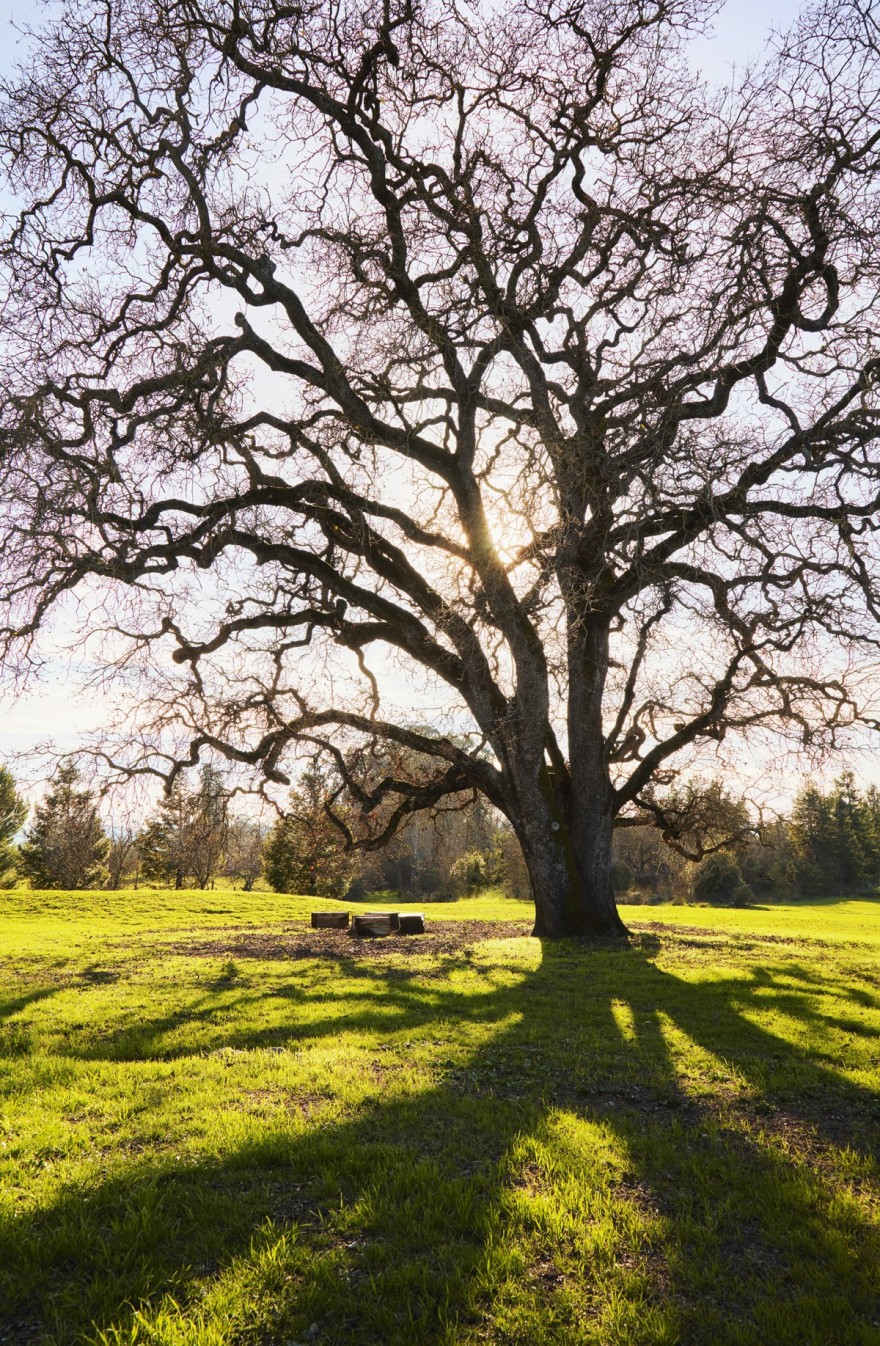 山谷橡树下的宁静周末-6