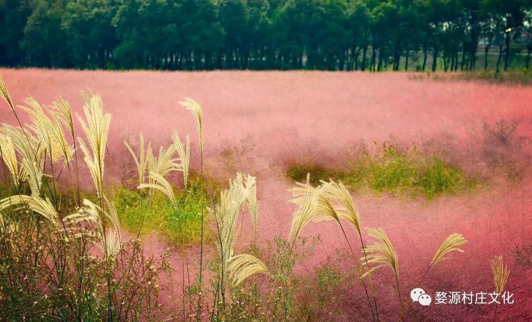 婺源碧山村亲子游新去处,原生态乡村乐园的完美逆袭-106