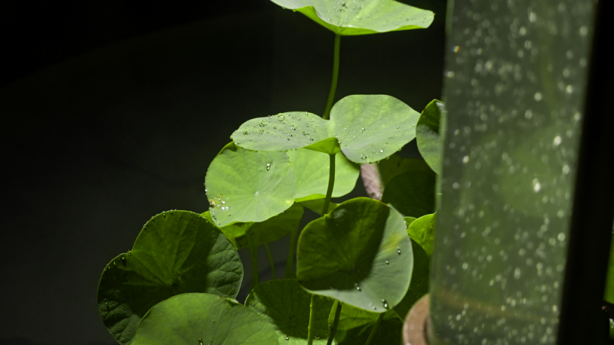微藻实验花园:景观设计中的绿色新篇章-61