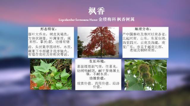 秋凌景观陪伴你学习的第3128天-22