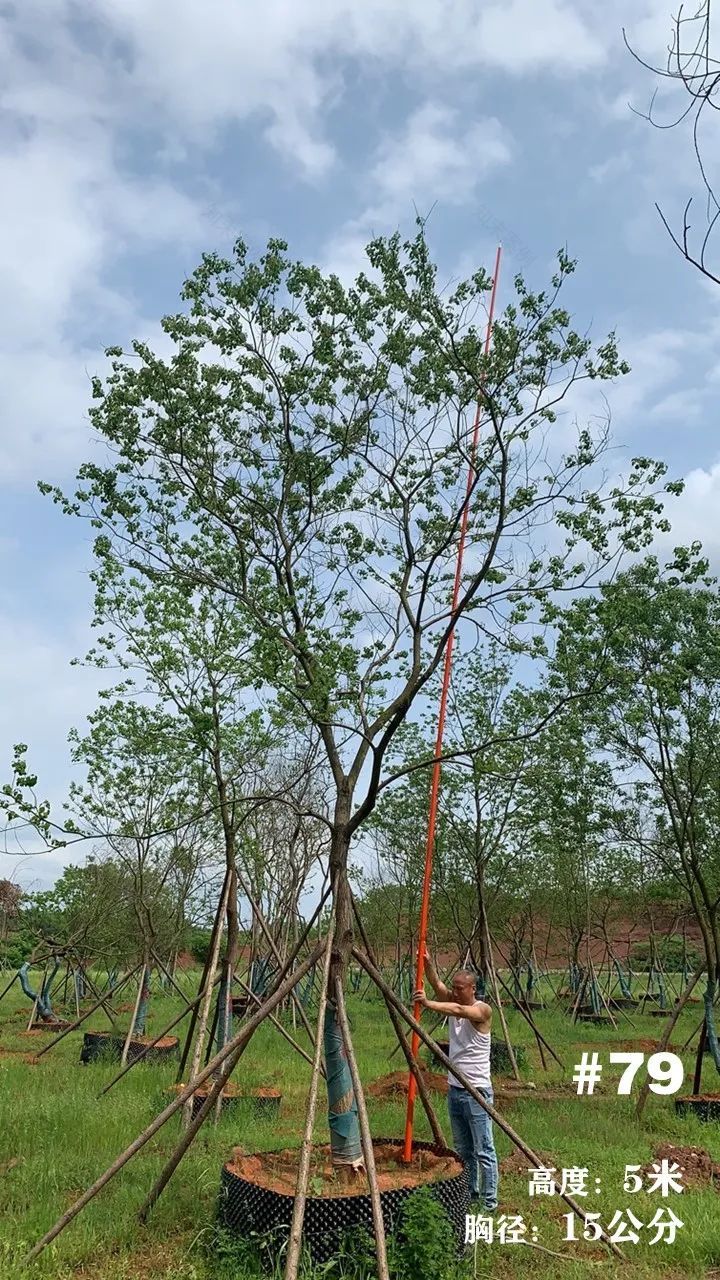 湖南衡阳 148 棵精品乌桕景观设计丨中国衡阳丨看见景观-92