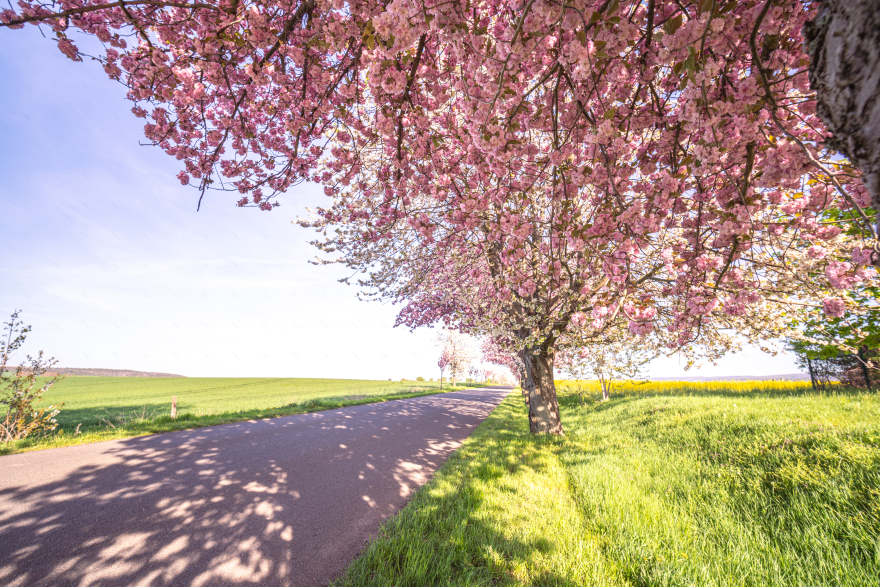 哈茨山樱花春日童话景观体验丨德国-20