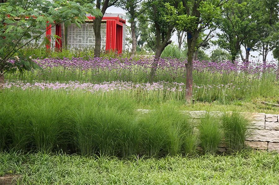 边界植物在景观设计中的妙用-32