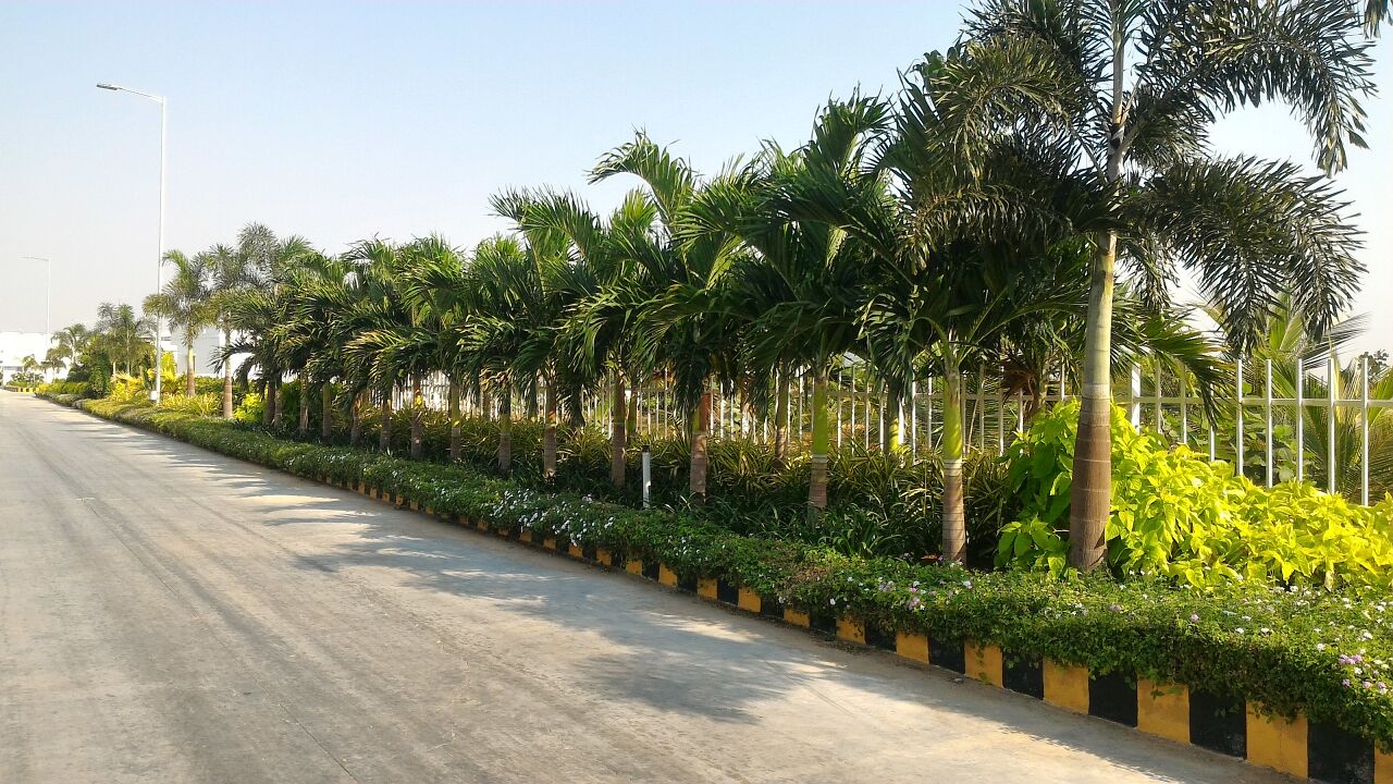 Sneha farms 鸡加工厂-3