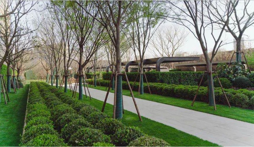 园路列植设计丨上景总工办-44