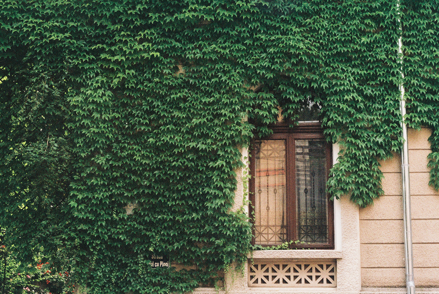 green meeting the city // 35mm film-5