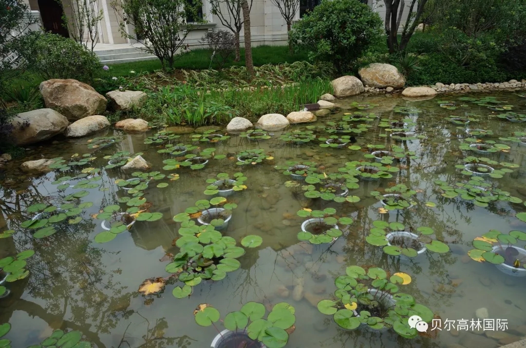 合肥新华•御湖庄园-82