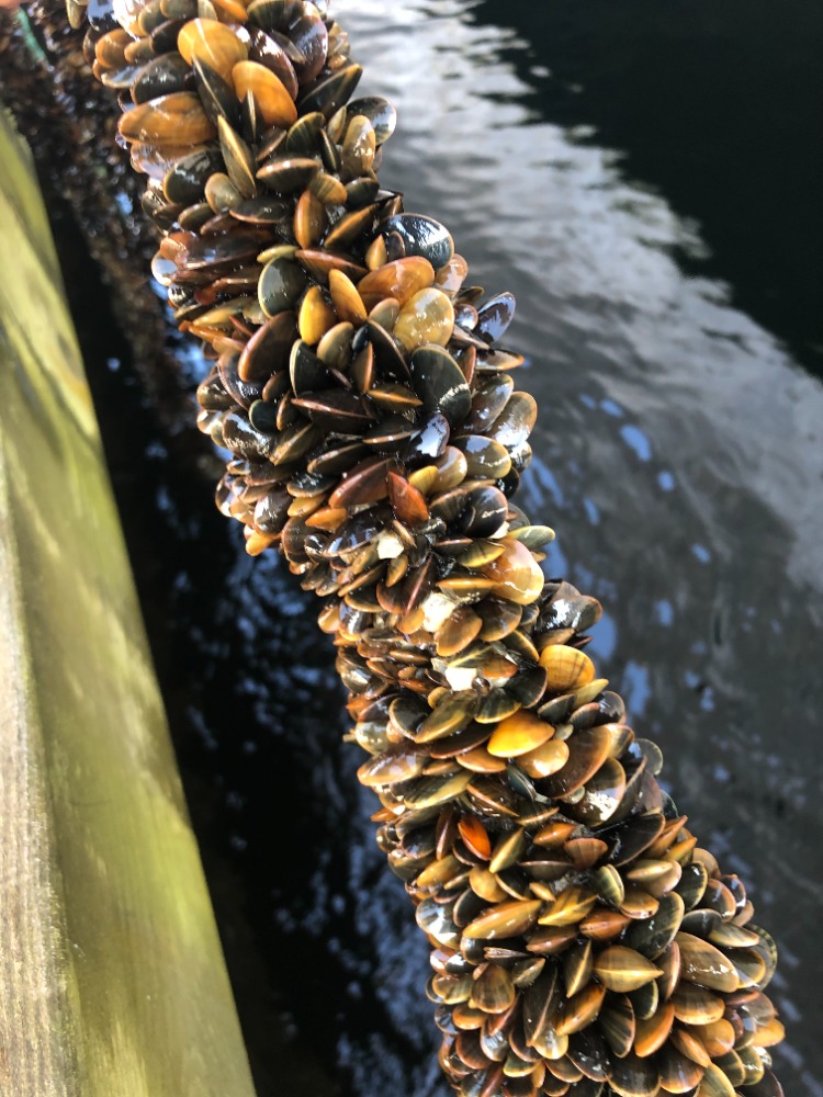 挪威首个海洋利用渔场-59