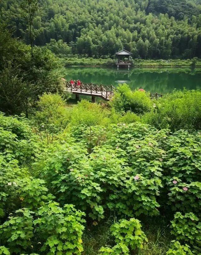 顾渚村旅居养老项目丨中国浙江-13