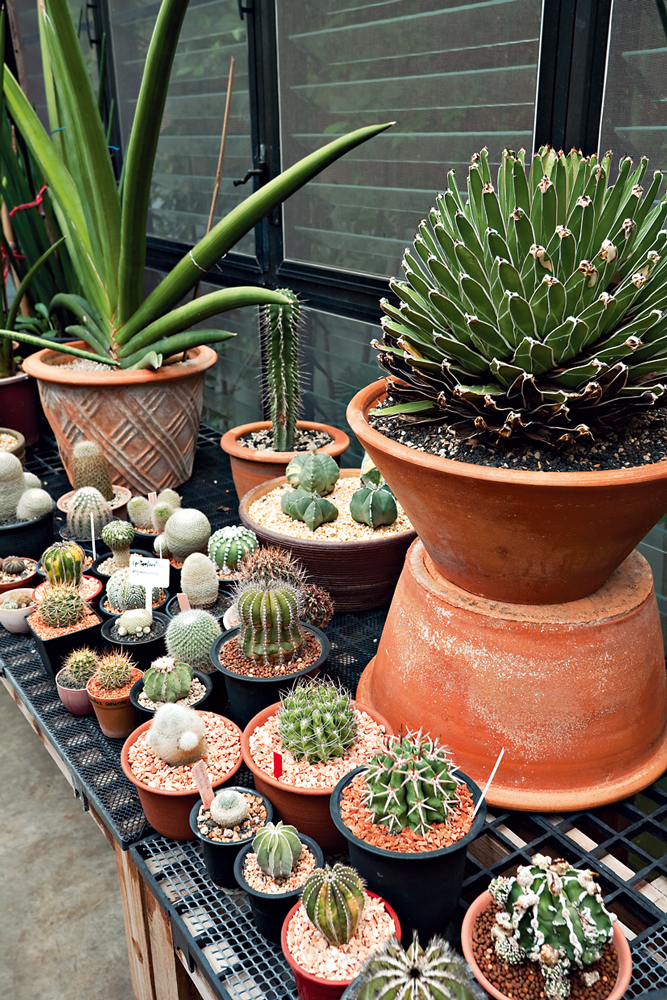 สวนกระบองเพชร ในเรือนกระจกใส ปลูกง่าย ตายยาก - บ้านและสวน-5