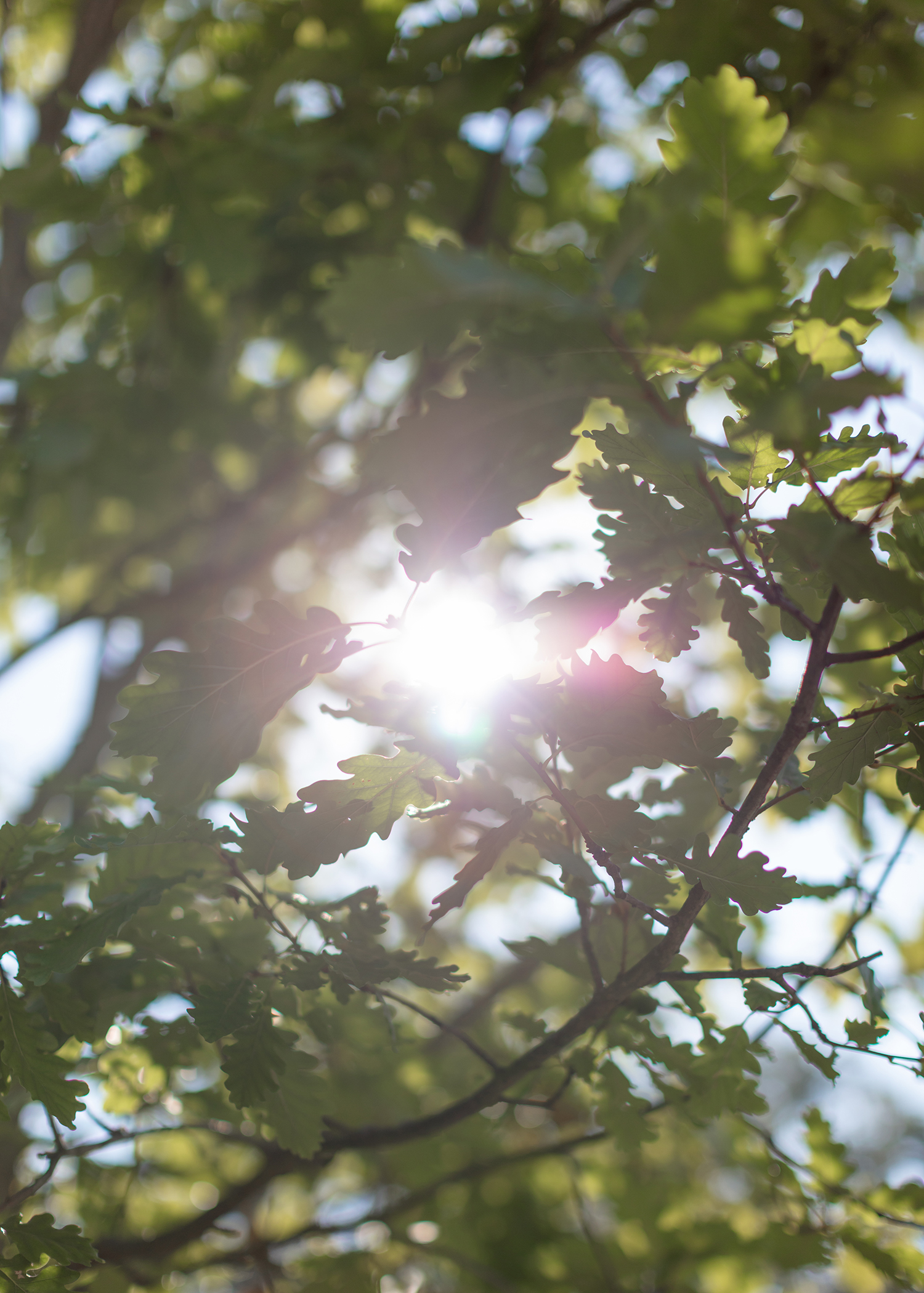 7000 Oaks 与城市生态共生的艺术设计-23