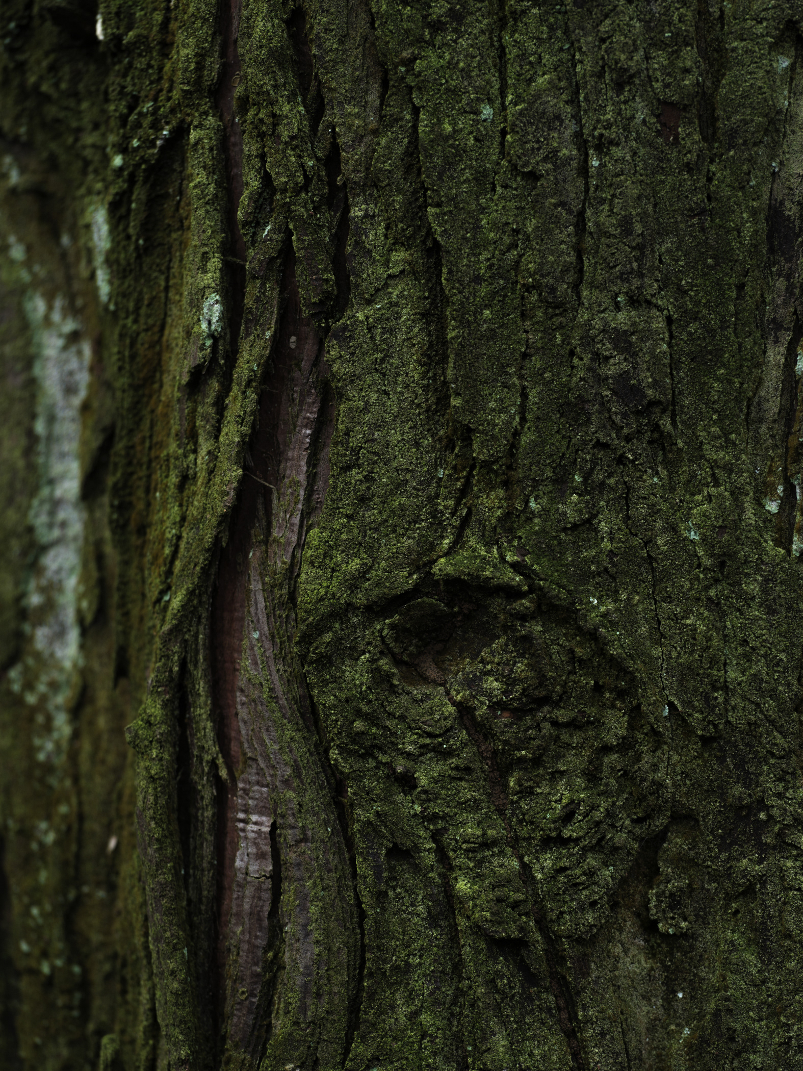 FUNGZEN Resort Hotel 不是居·林丨中国杭州丨TAOA 陶磊建筑-38