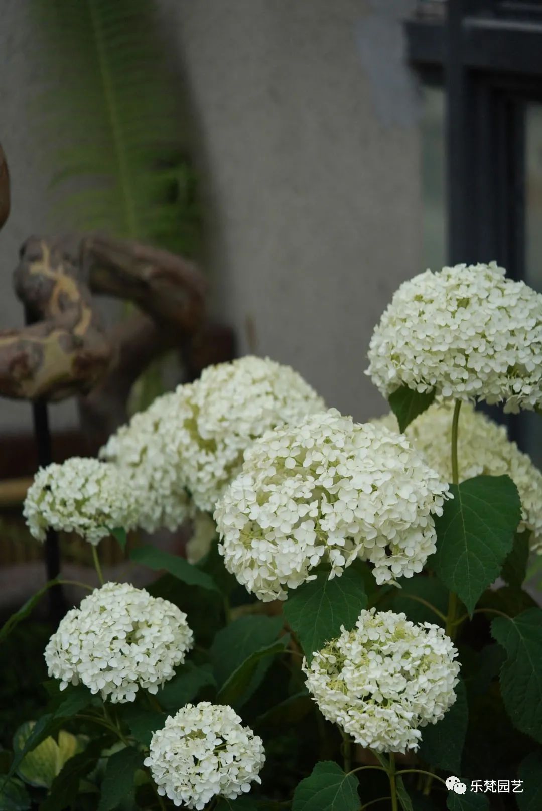 龙湖景粼玖序屋顶花园·隐逸庭丨乐梵园艺-28