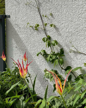 花盆（注：Lauko vazonai是立陶宛语花盆的意思） 丨无法确定