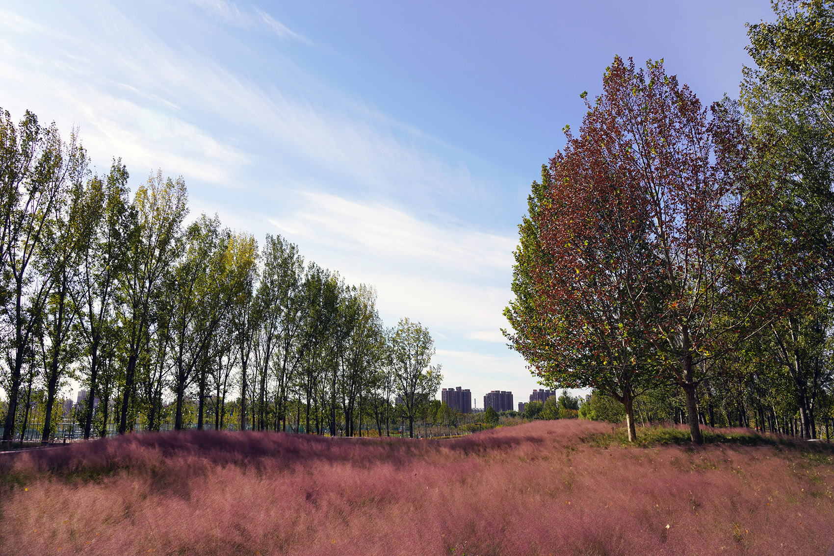 奥北森林公园二期景观及景观建筑系列丨中国北京丨北京北林地景园林规划设计院有限责任公司,北林风景建筑研究中心-172