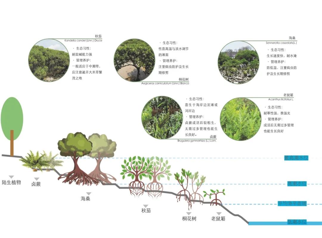 广州番禺海鸥岛红树林生态修复丨中国广州丨岩土工程研究二所-30