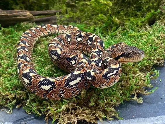 马达加斯加奇幻之旅丨LDD李杜设计-78